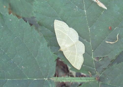 Trisateles emortualis